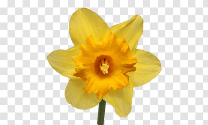 The Daffodil Festival Narcissus Jonquilla Papyraceus Flower Lilium Transparent PNG
