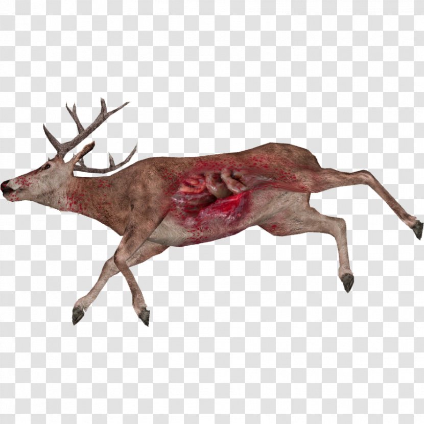 Reindeer White-tailed Deer Animal Elk - Whitetailed - Dear Transparent PNG