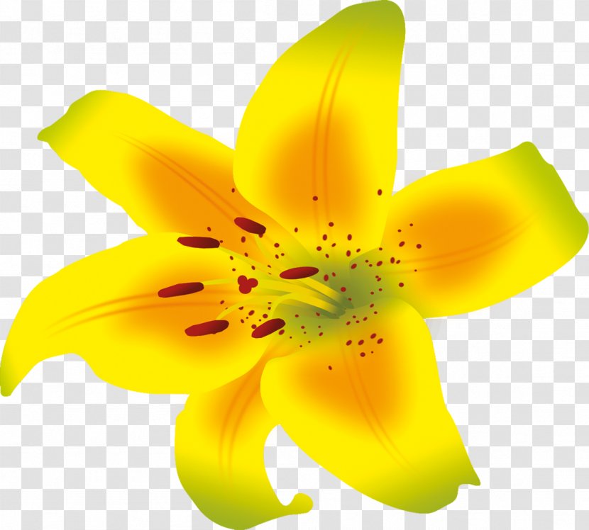 Lilium Flower Daylily Liliaceae Petal - YELLOW Transparent PNG