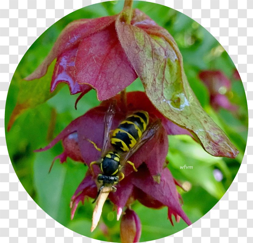 Honey Bee Hornet Nectar Transparent PNG