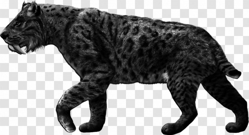 Tiger Machairodontinae Cheetah Smilodon Populator Saber-toothed Cat - Pleistocene Transparent PNG