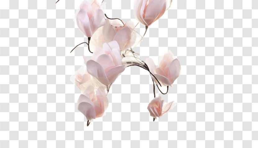 Petal Cut Flowers Pink M Plant Stem - Australian Mist Transparent PNG