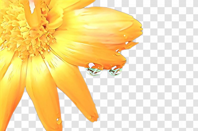 Flowers Background - Peach - Calendula English Marigold Transparent PNG
