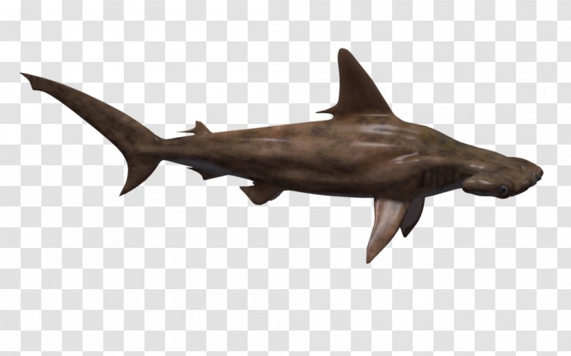 Hammerhead Shark Fish - Great White Transparent PNG
