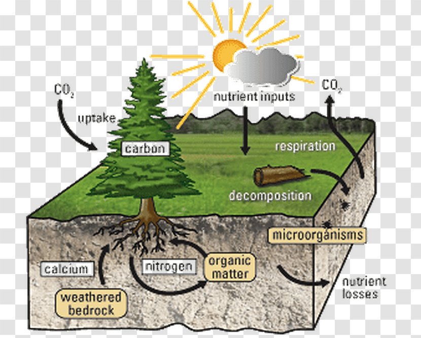 Nutrient Cycle Soil Carbon Ecosystem - Plant - Natural Environment Transparent PNG