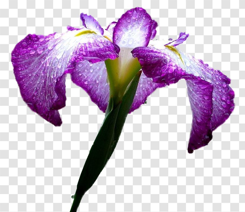 Flower Petal Plant Stem Japanese Iris - Family Transparent PNG