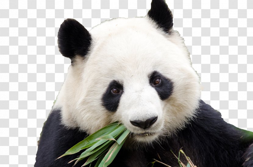 Dujiangyan City Chengdu Research Base Of Giant Panda Breeding Bifengxia Gengda - Cuteness Transparent PNG