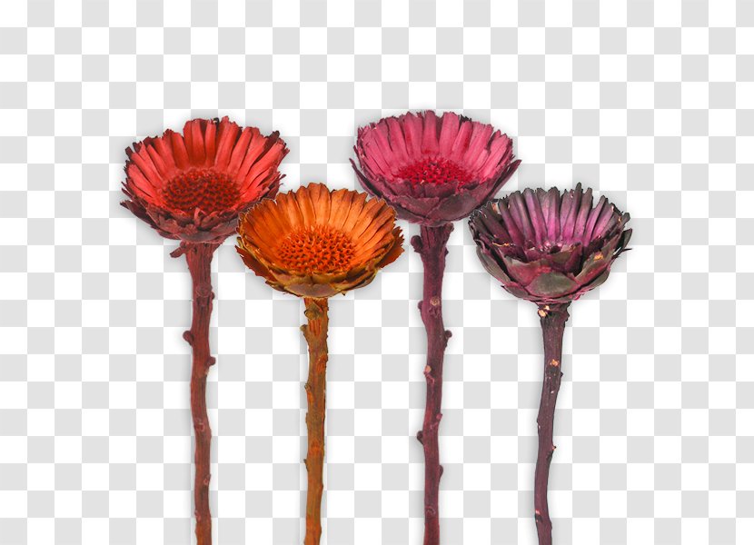 Cut Flowers Vase Petal - Flower Transparent PNG