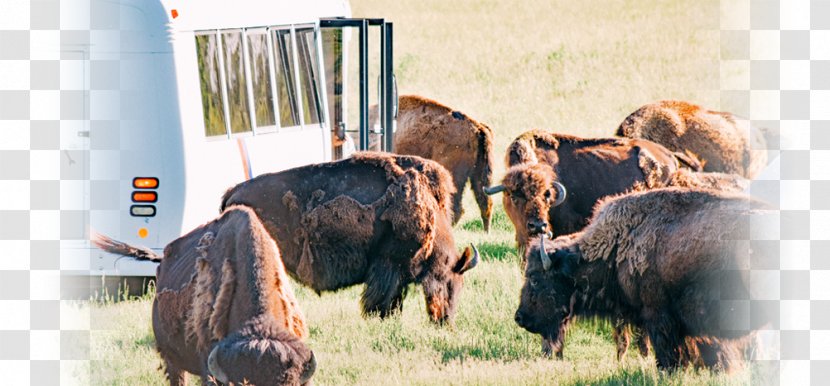 FortWhyte Alive Bison Recreation .com Wildlife - Bull - Encounter Early Summer Transparent PNG