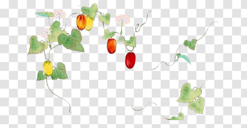 Adobe Illustrator Download - Flower - Papaya Transparent PNG
