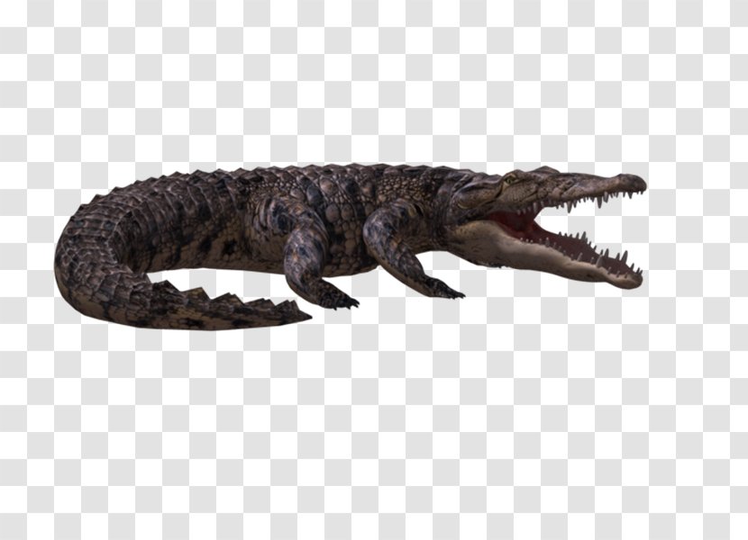 Alligators Crocodile 3D Computer Graphics Clip Art - 3d Transparent PNG