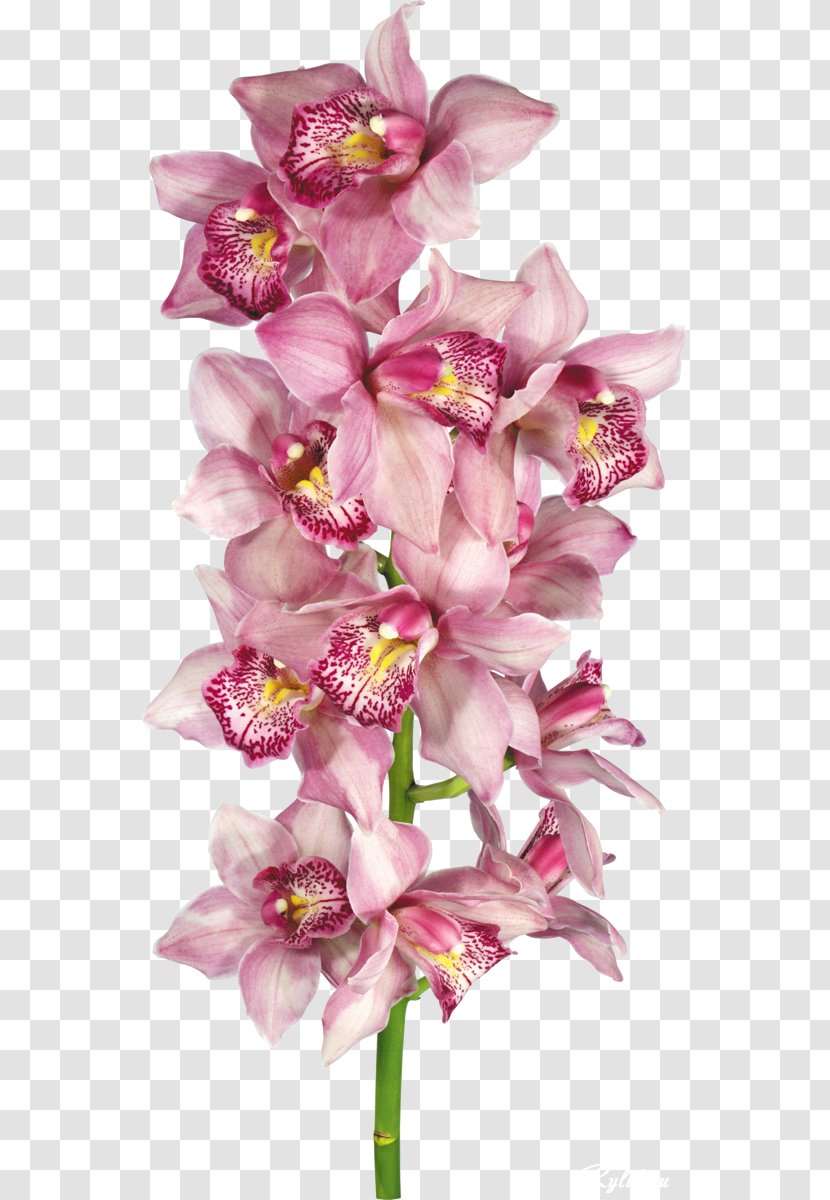 Orchids Clip Art - Flower Transparent PNG