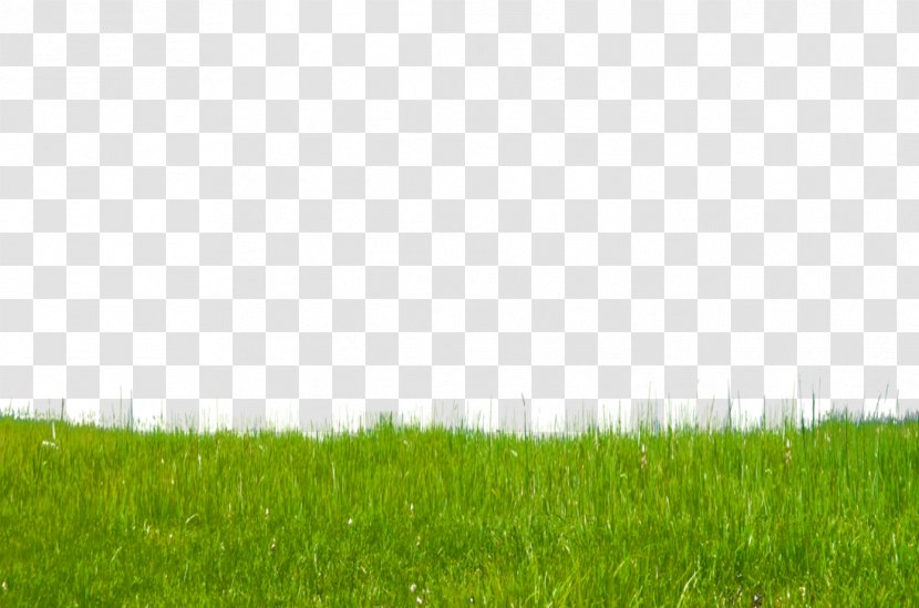 Lawn Green Grasses Grassland Wallpaper - Plant - Grass Free Download Transparent PNG