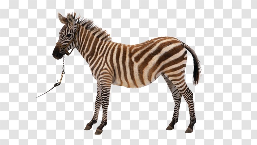 Zebra Clip Art - Neck Transparent PNG