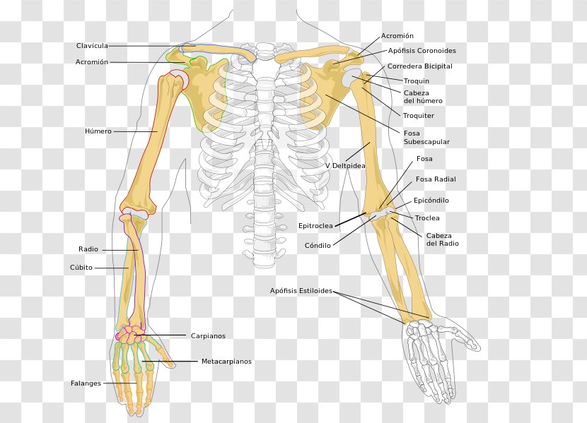 Arm Humerus Bone Human Skeleton Radius - Flower Transparent PNG