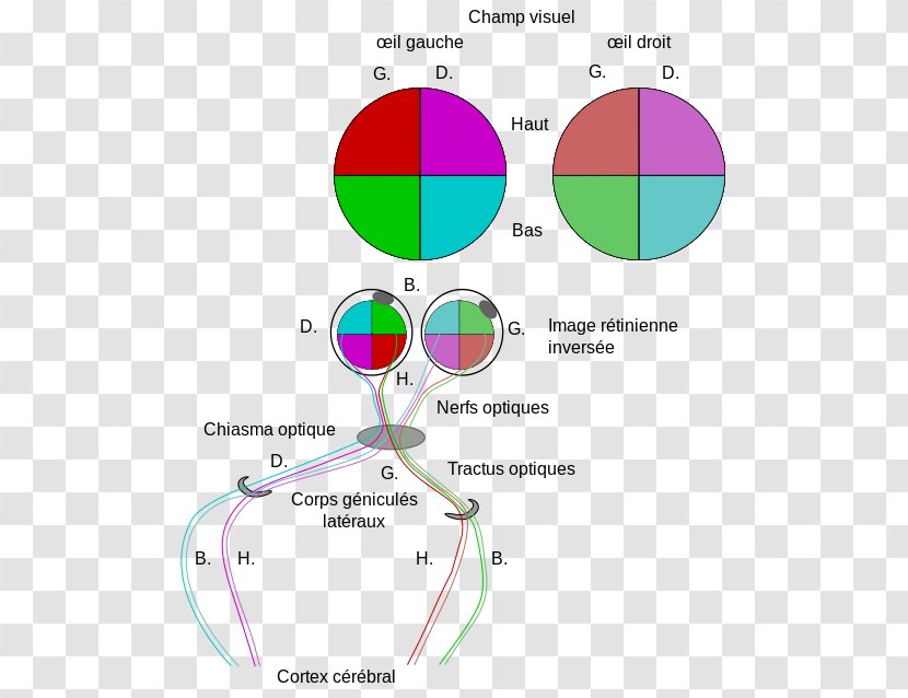 Visual Perception Human Eye Nervous System Retina Transparent PNG