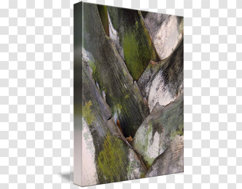Wood /m/083vt Leaf - Rock - Palm Bark Transparent PNG