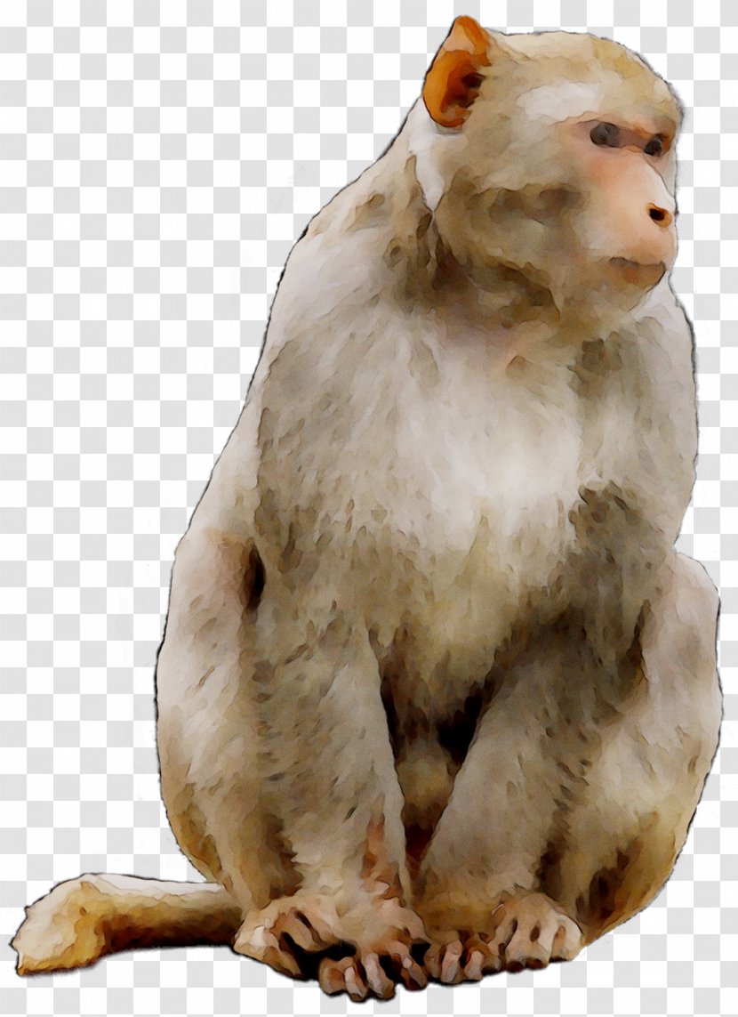 Macaque Horoscope Chinese Astrology Year Monkey - Old World Monkeys - Calendar Transparent PNG