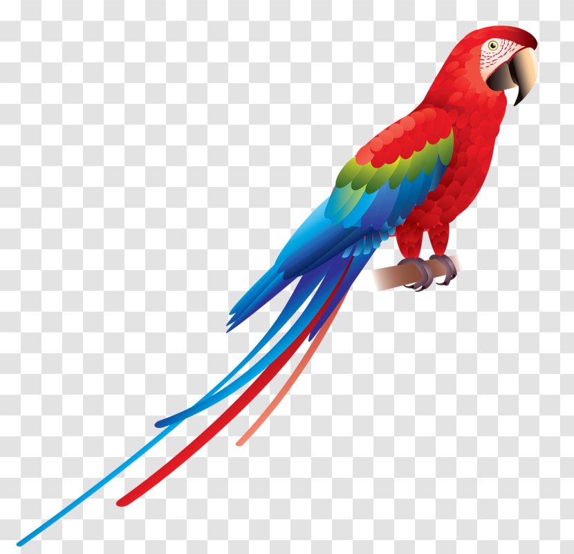 Parrot Bird Red-and-green Macaw Scarlet Blue-and-yellow - Feather - Hand-painted Transparent PNG