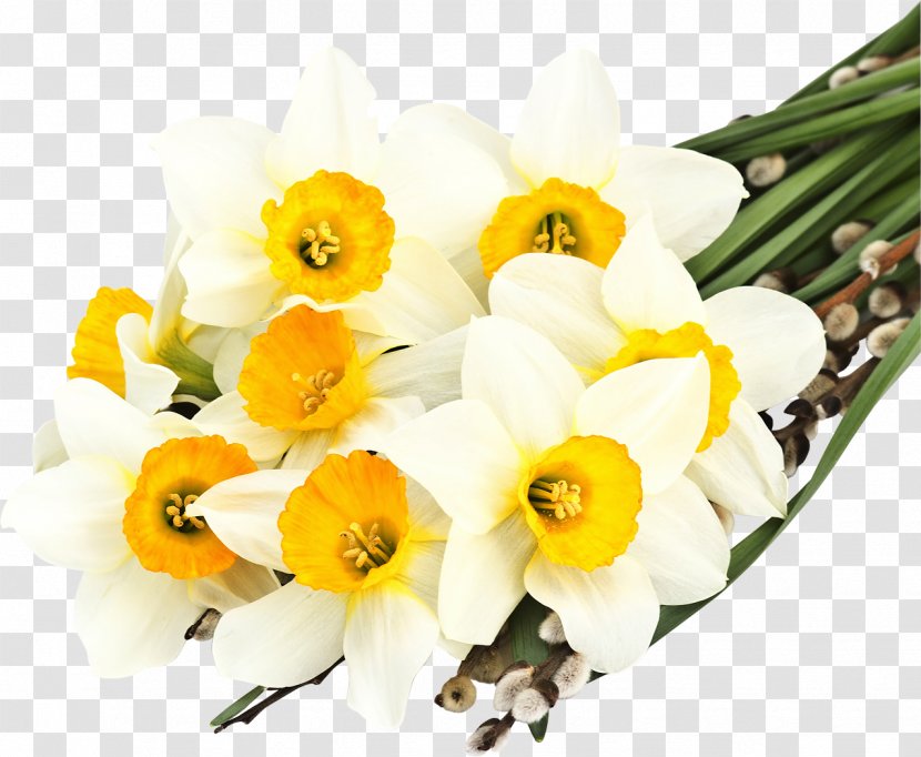 The Secret Language Of Flowers Daffodil Desktop Wallpaper White - Flowering Plant - Narcissus Transparent PNG