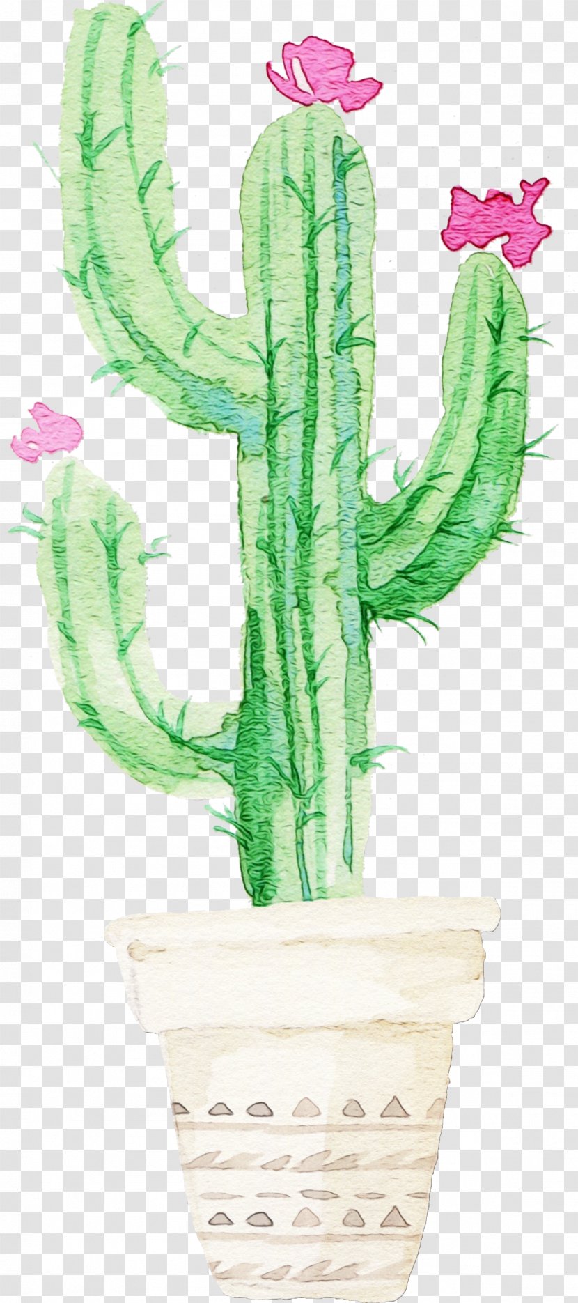 Cactus - Flowerpot - Houseplant Terrestrial Plant Transparent PNG