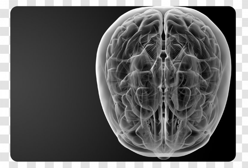 Human Brain Neurochemistry Health Physical Therapy - Tree - Terminal Cancer Transparent PNG