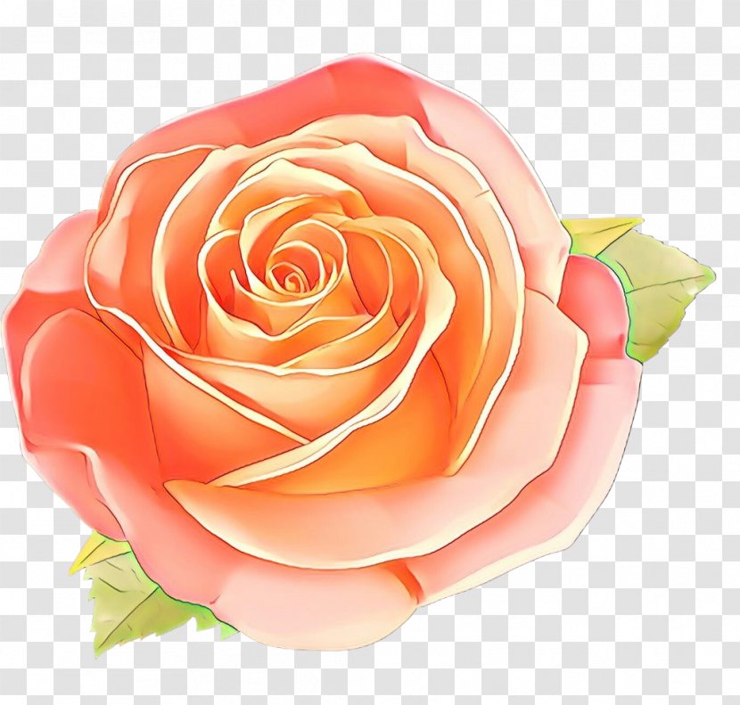 Garden Roses - Orange - Plant Floribunda Transparent PNG