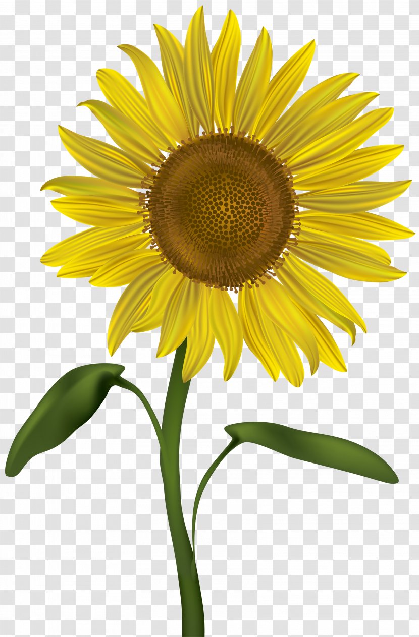 Common Sunflower Clip Art - Sticker - Transparent Image Transparent PNG
