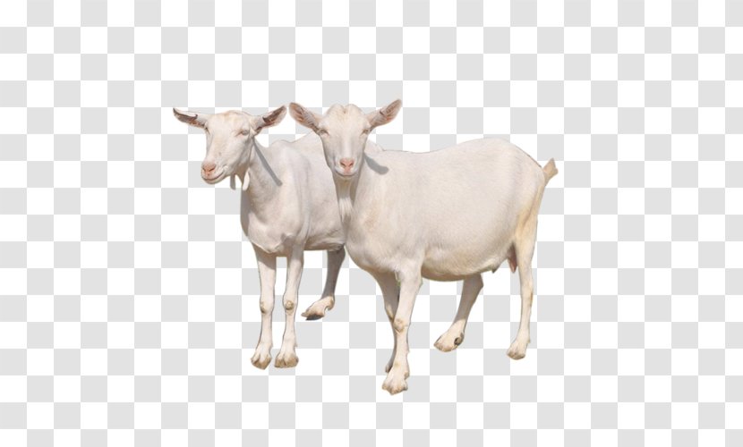 Goat Sheep Cattle Milk - Goats - Two Aries Transparent PNG