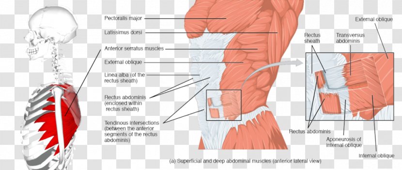 Rectus Abdominis Muscle Abdominal Wall Abdomen Transverse - Silhouette - Tree Transparent PNG