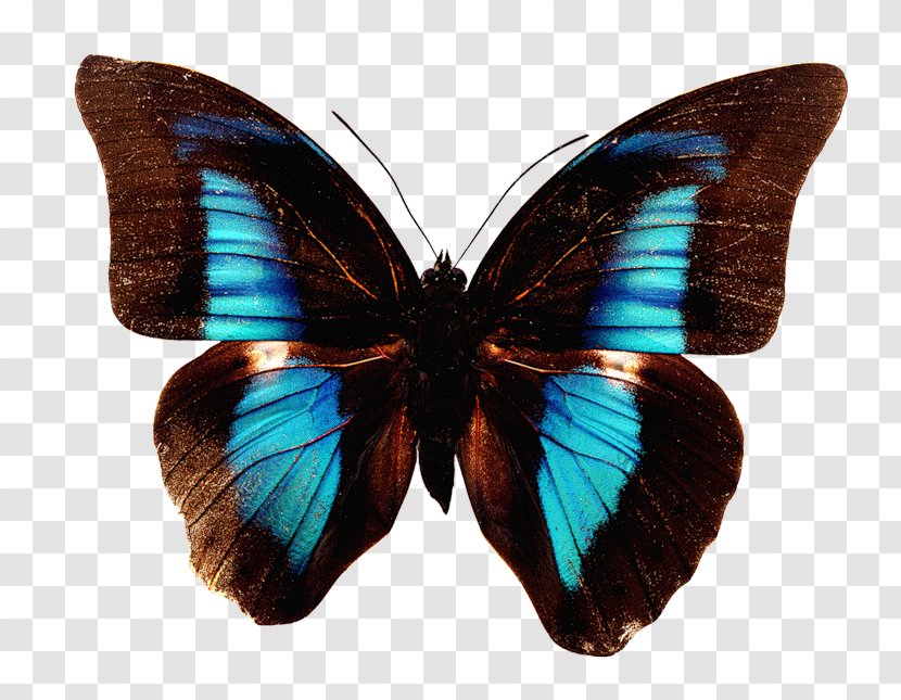 Butterfly - Insect - Organism Transparent PNG