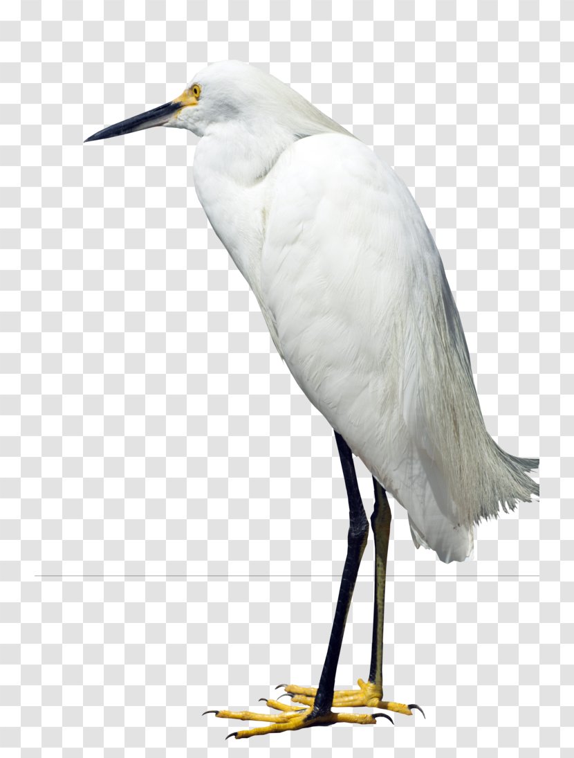 Great Egret Heron Bird Snowy - Wader - Solar Term Transparent PNG