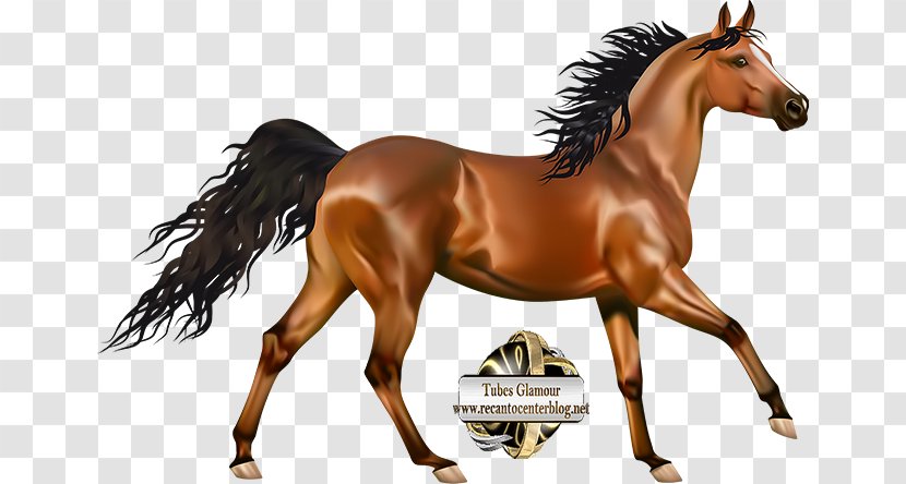 Morgan Horse Arabian Pony Andalusian Clip Art - Like Mammal - Foal Drawing Transparent PNG