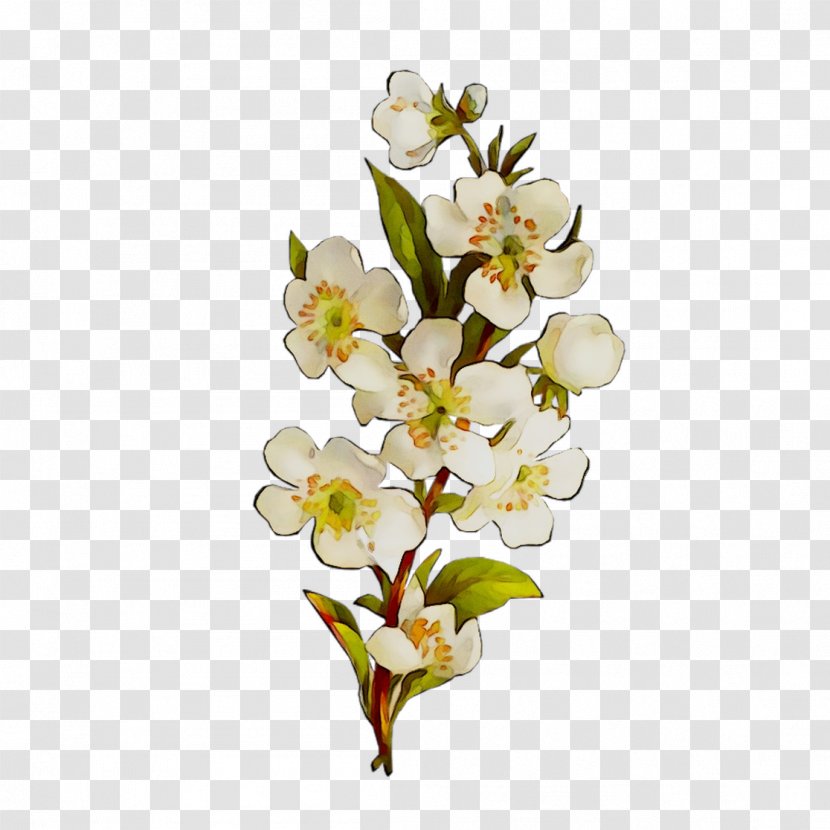 Moth Orchids Cut Flowers Floral Design - Branch - Petal Transparent PNG