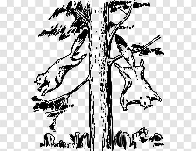 Flying Squirrel Clip Art Coloring Book Rodent - Organism Transparent PNG