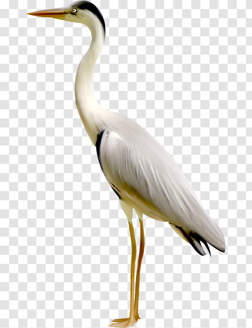 Bird Crane Australian Mudnester Clip Art - Wing Transparent PNG