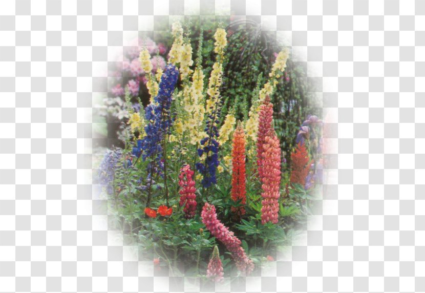 Lupin Limited Annual Plant Lavender - Lupins Transparent PNG