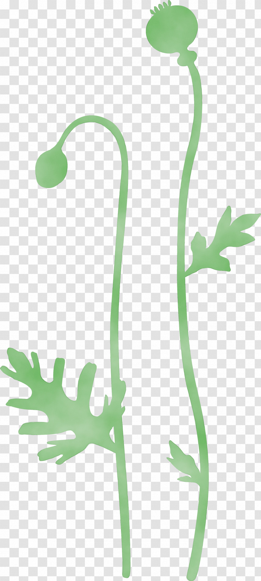 Plant Plant Stem Flower Pedicel Vascular Plant Transparent PNG