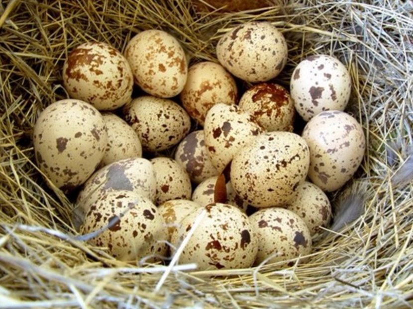 Common Quail Bird Eggs Transparent PNG