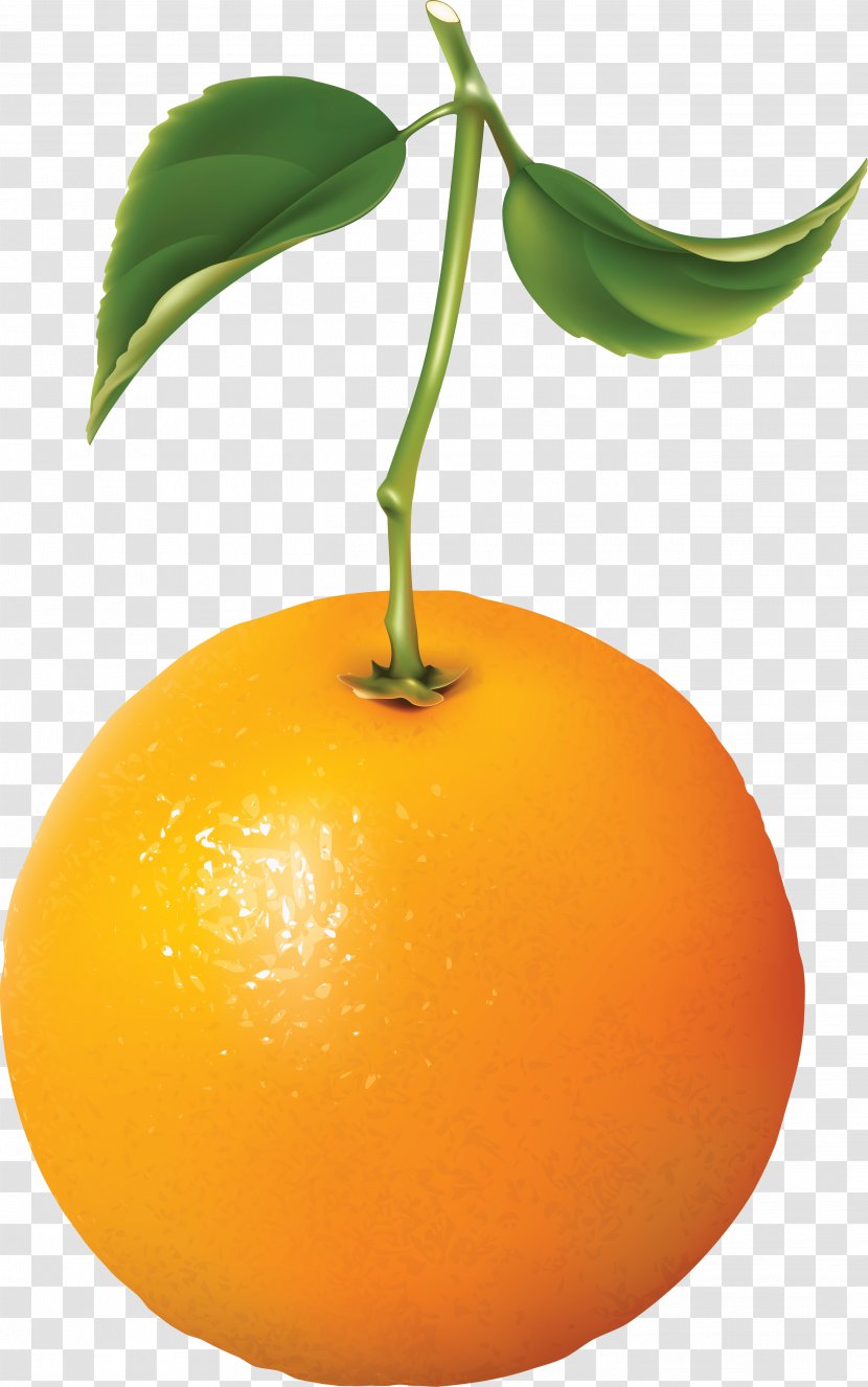 Orange Juice Tangerine - Peel - Image Download Transparent PNG