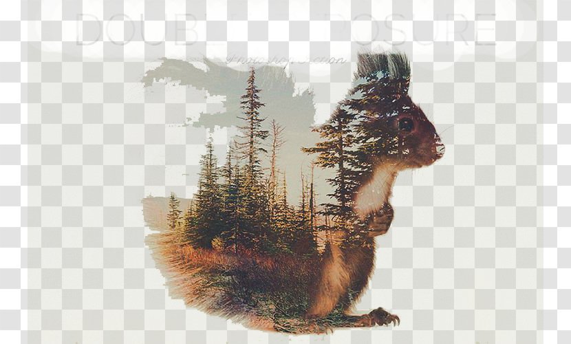 Norway Visual Arts Photography Artist - Stock - Squirrel Transparent PNG