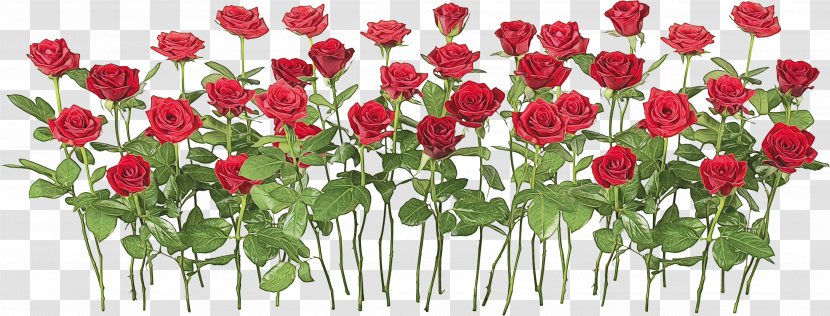 Floral Flower Background - Garden - Rose Order Plant Stem Transparent PNG
