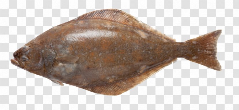 Flounder Sole Atlantic Halibut Fish - Bony Transparent PNG