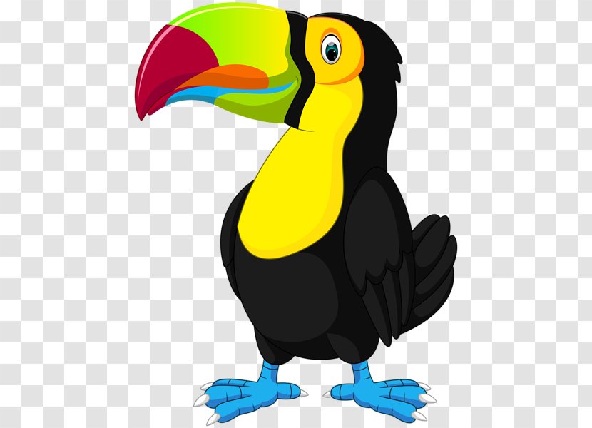 Vector Graphics Clip Art Illustration Toucan Royalty-free - Beak - Can Opener Transparent PNG