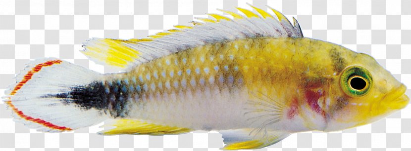 Ornamental Fish Goldfish Clip Art - Archive File Transparent PNG