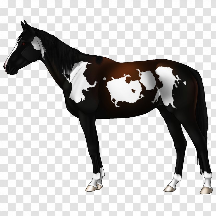 Mustang Appaloosa Mare Stallion Arabian Horse - Flea Market Transparent PNG
