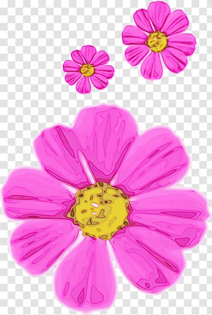 Petal Flower Pink Plant Flowering - Herbaceous - Wildflower Transparent PNG
