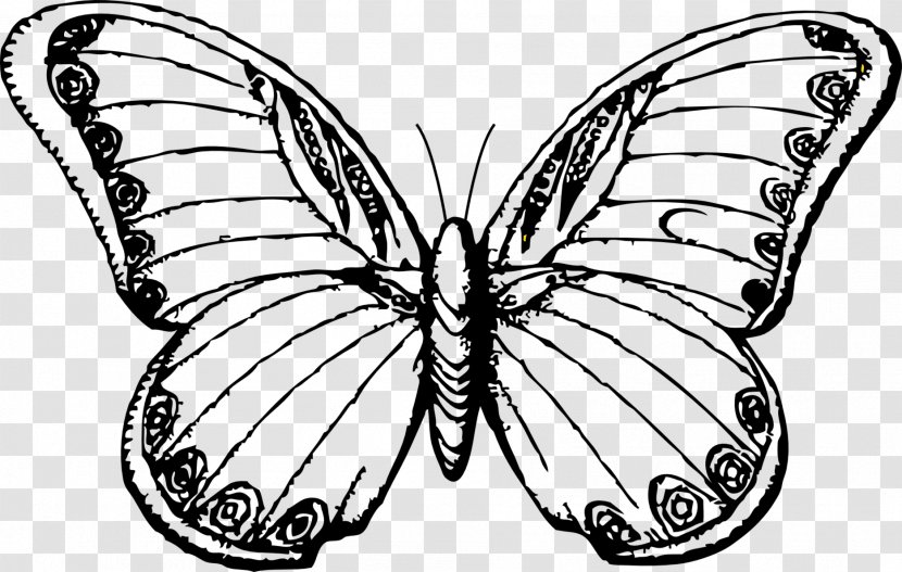 Butterfly Line Art Drawing Black And White Clip - Lotus Transparent PNG