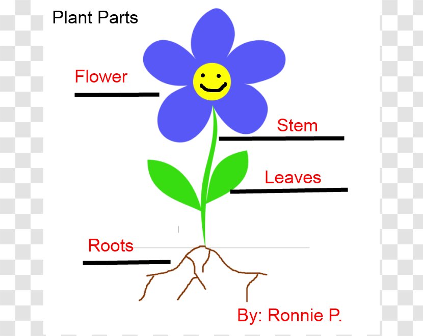 Plant Stem Root Flower Clip Art - Photosynthesis - Science Cliparts Transparent PNG