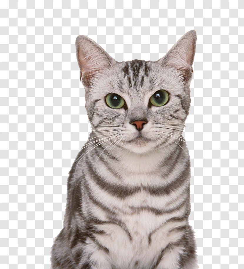 American Shorthair Pictures - Pet - Small To Medium Sized Cats Transparent PNG